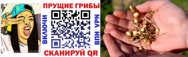 Купить закладки  Олёкминск  Галлюциногенные грибы Psilocybine cubensis 